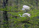 Breeding Egrets